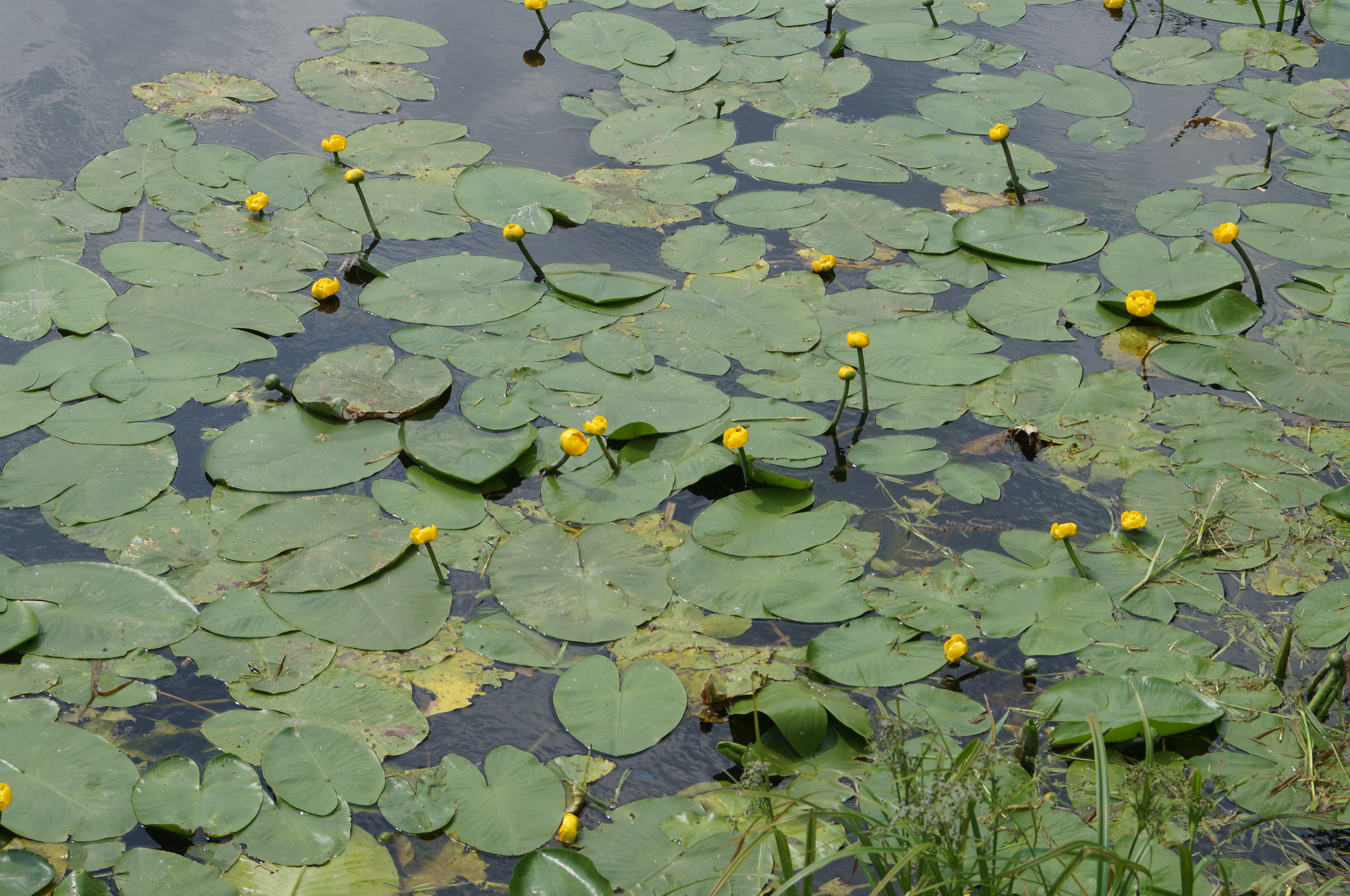 Кувшинки водоросли Ангара