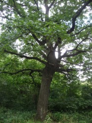 �������-��������� ������������ �����