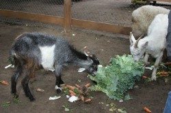 ������ �������� ��������